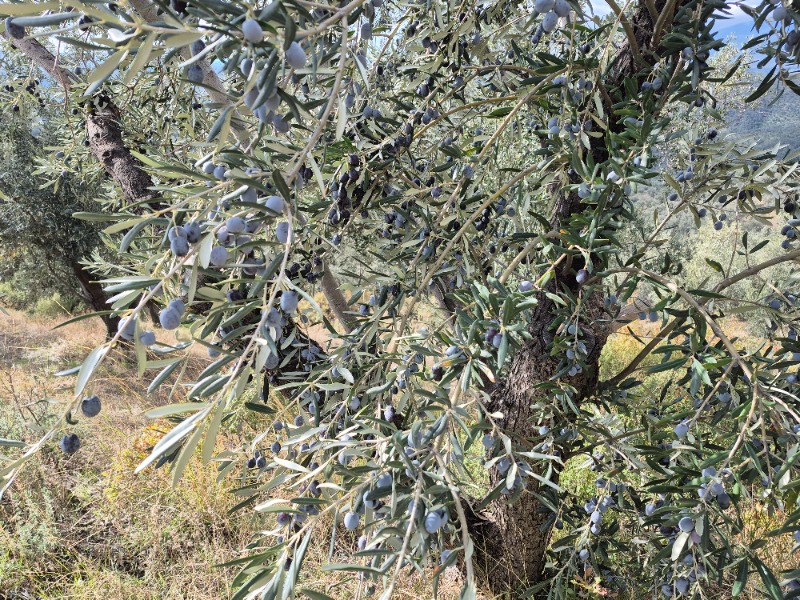 Edremit Ortaoba Mah`daZeytinlik. - 4